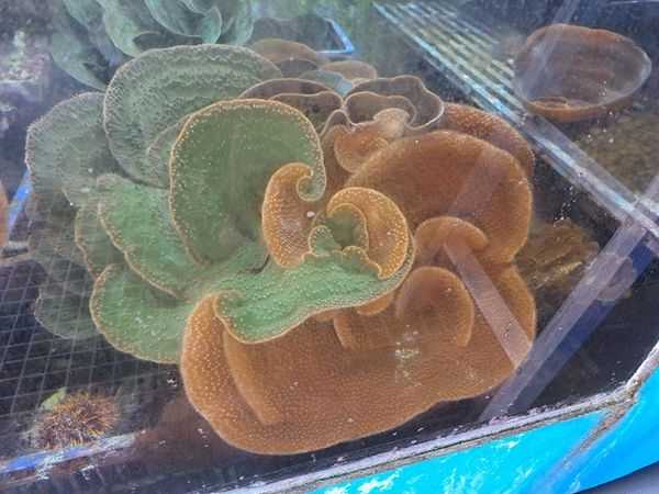 ▲（圖／翻攝自國立海洋生物博物館官網）