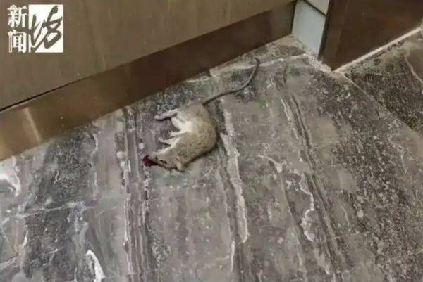 ▲▼上海1.5億豪宅變「垃圾屋」　婦人天天拾荒逼瘋鄰居。（圖／翻攝新聞坊）