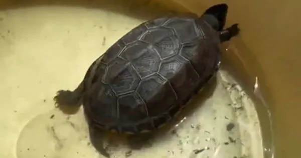 養3年烏龜斷氣…四川女心碎埋盆栽　2個月後竟「活過來了」