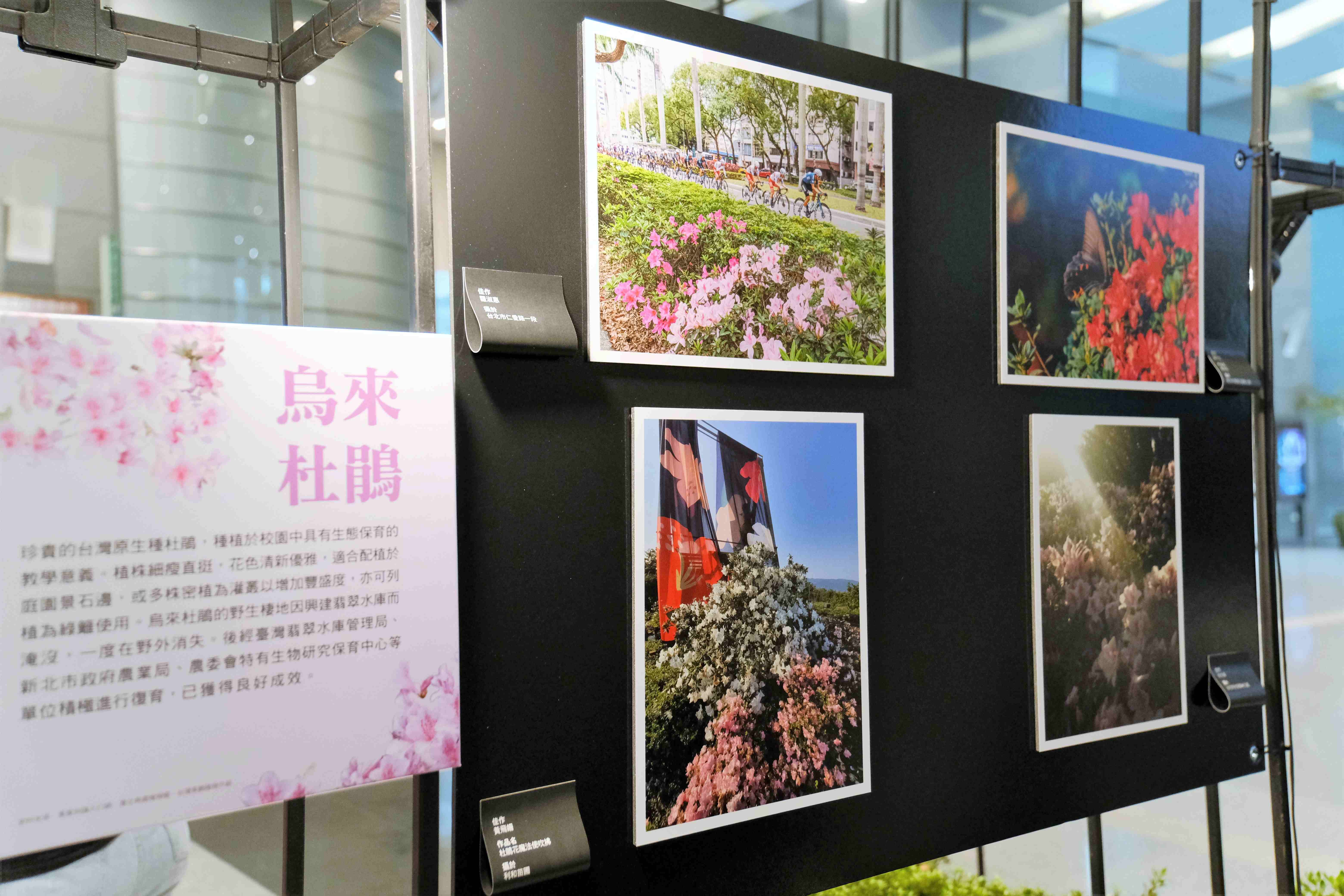 ▲新北萬金杜鵑攝影展6／4開展。（圖／新北市農業局提供）