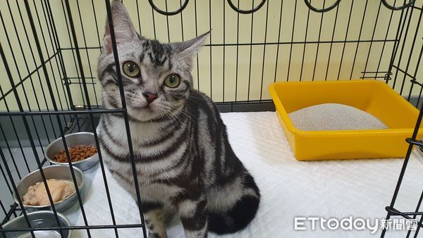 ▲▼林姓憲兵役男虐貓拍片，辯稱在記錄跟摸咪的生活。（圖／翻攝自新北市政府）