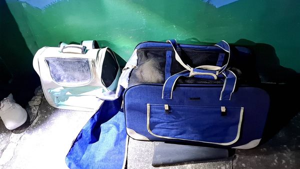 ▲▼林姓憲兵役男虐貓拍片，辯稱在記錄跟摸咪的生活。（圖／翻攝自新北市政府）