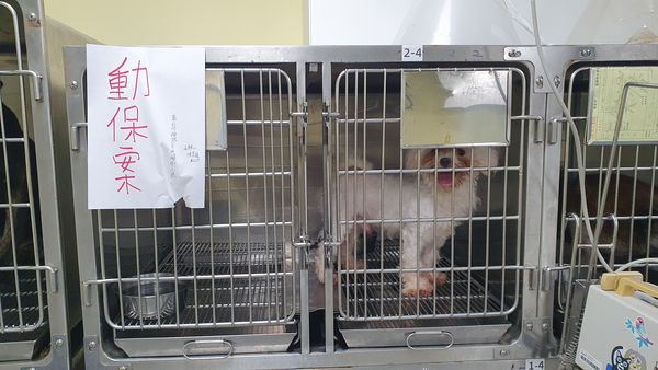 ▲▼林姓憲兵役男虐貓拍片，辯稱在記錄跟摸咪的生活。（圖／翻攝自新北市政府）