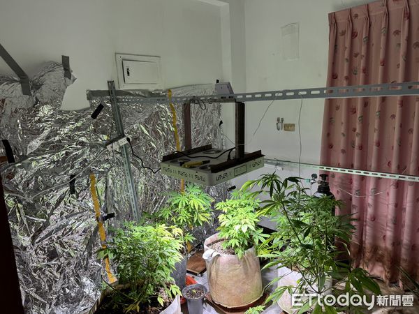 ▲▼       眼尖警一眼辨出大麻花，嘉義縣市大麻種植場遭警查獲      。（圖／記者翁伊森翻攝）