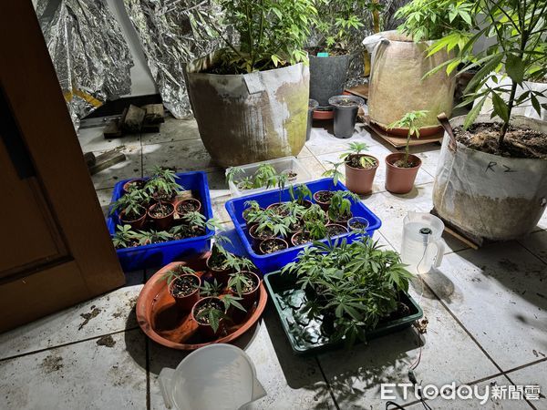 ▲▼       眼尖警一眼辨出大麻花，嘉義縣市大麻種植場遭警查獲      。（圖／記者翁伊森翻攝）
