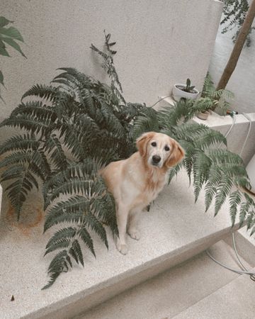 ▲▼隋棠。（圖／翻攝自Facebook／隋棠）