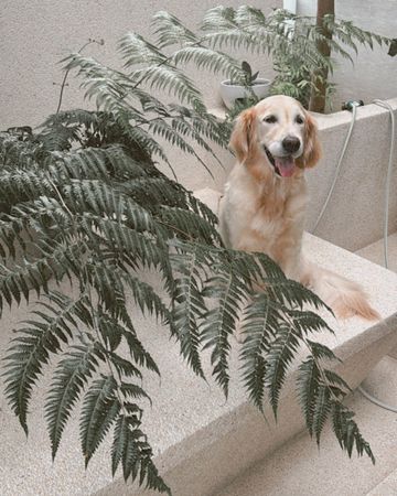 ▲▼隋棠。（圖／翻攝自Facebook／隋棠）