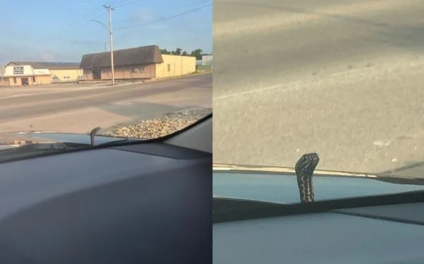 路上開車「引擎蓋突冒出一顆頭」　女和蛇四目交會嚇：超大一條。（圖／翻攝自Facebook／Missouri Dept. of Conservation）