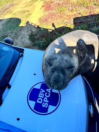 ▲。（圖／翻攝自Cape of Good Hope SPCA）