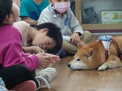 新北動保處推生命教育 柴犬「小米」成最萌助教