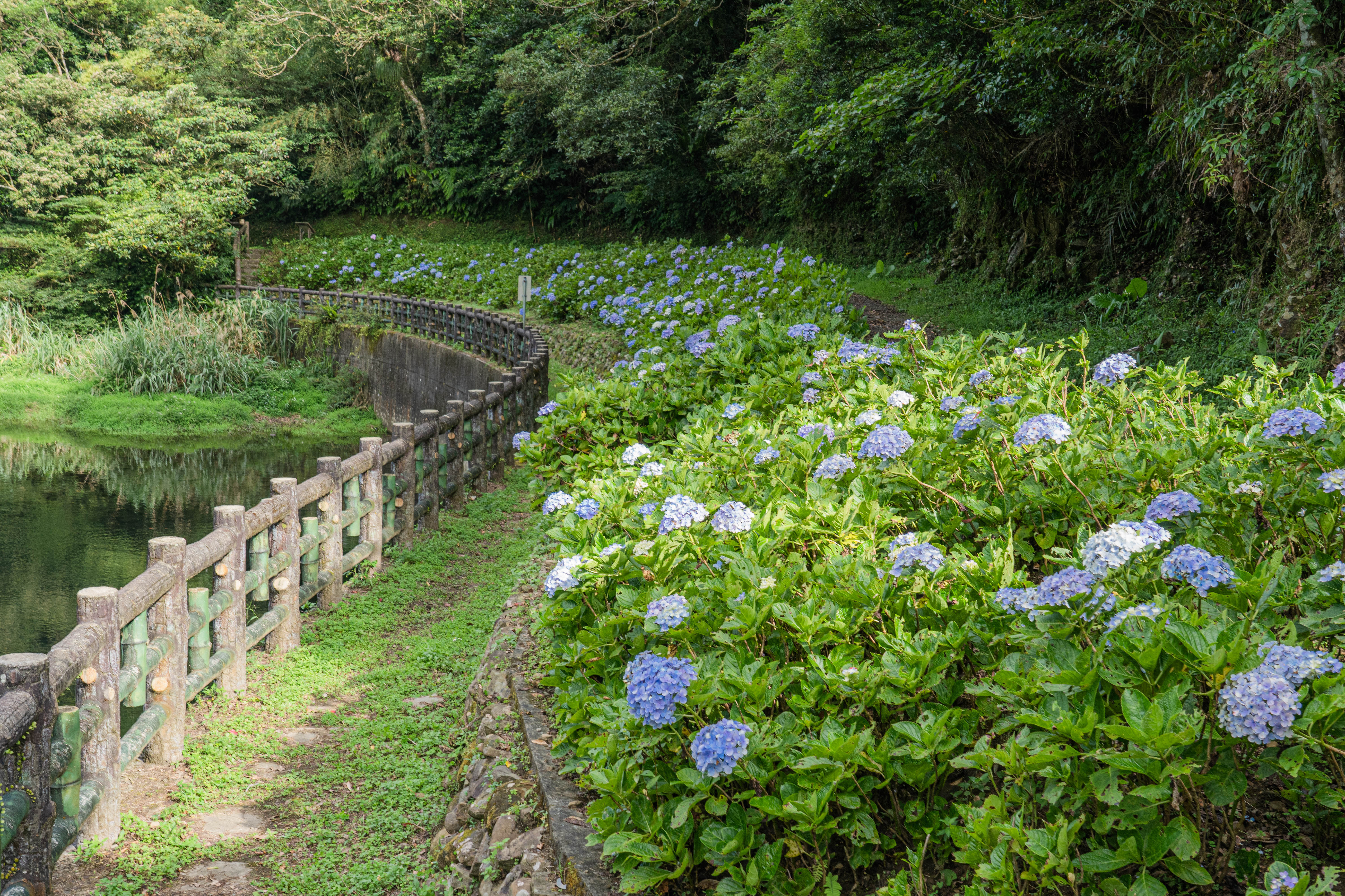 ▲新北灣潭古道繡球花廊道。（圖／新北市景觀處提供）