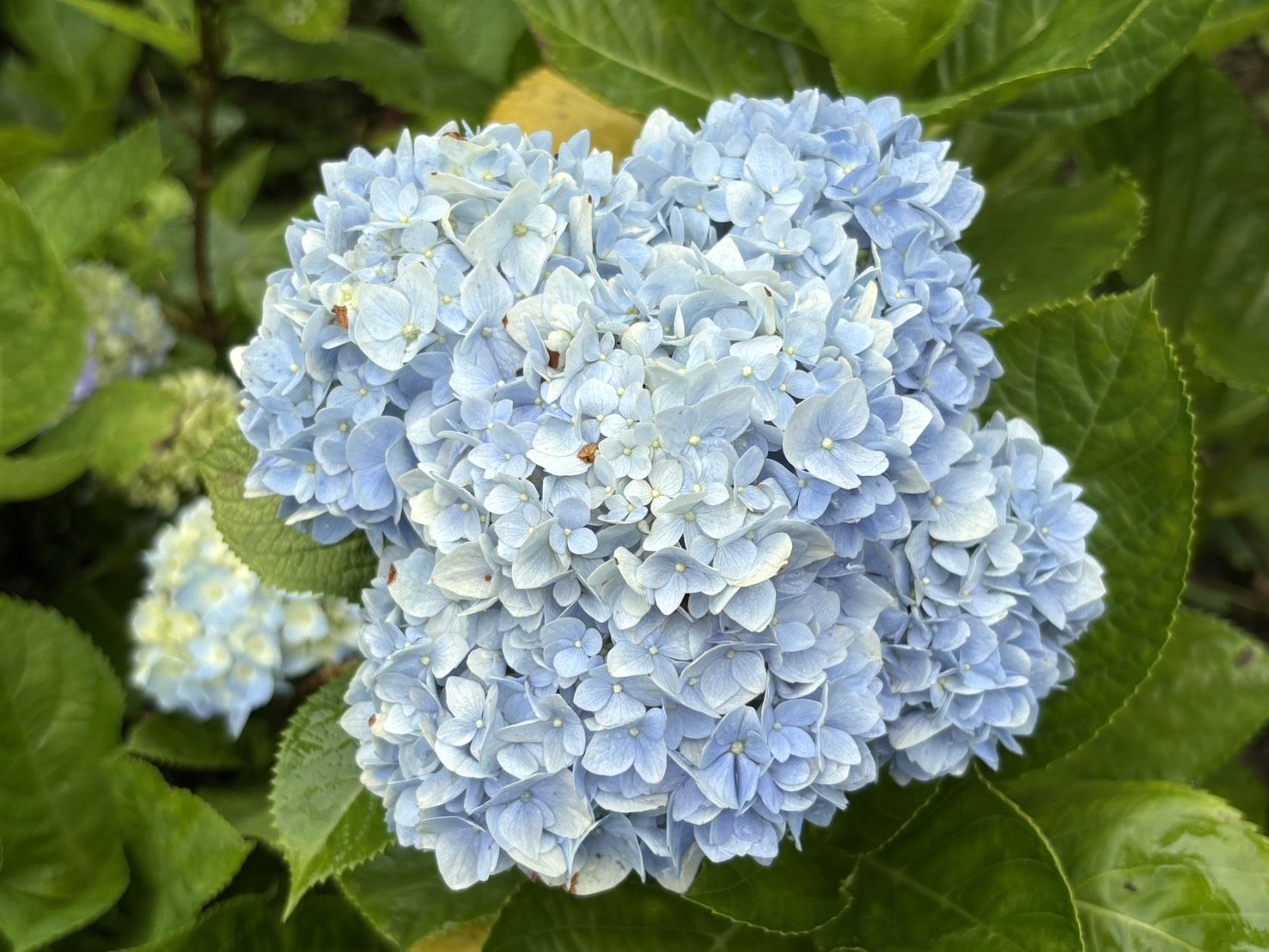 ▲新北灣潭古道繡球花廊道。（圖／新北市景觀處提供）