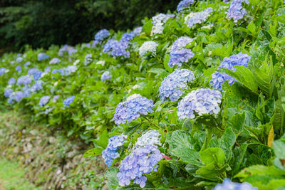 初夏限定　灣潭古道繡球花海登場