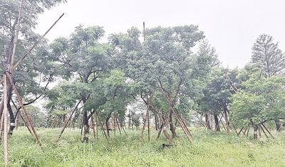 桃園航空城標案工程區內樹木遭爆濫砍 工務局回應了