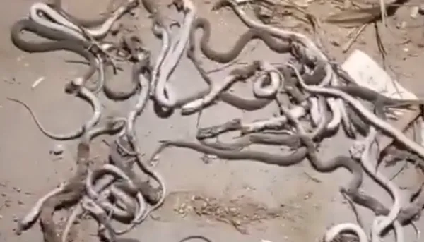 殺死1條又冒出數十條　男住家慘被蛇窩「村民合力擊斃52條蛇」。（圖／翻攝自X）