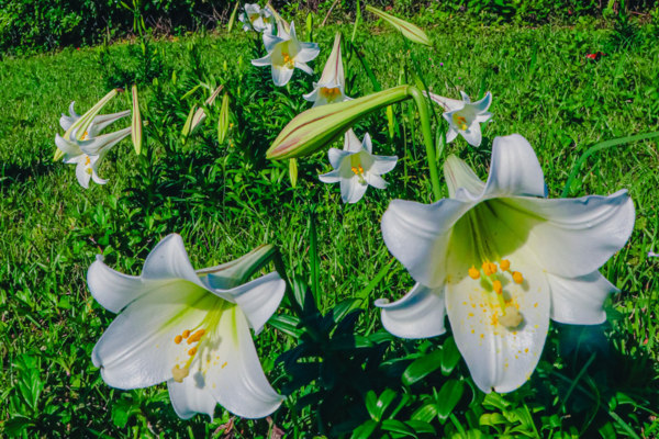 ▲基隆和平島地質公園祭出超狂限時優惠！「四季旅行票」只要299元。（圖／和平島地質公園提供）