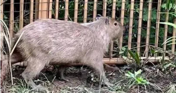 大陸江蘇省揚州市茱萸灣動物園的卡皮巴拉（水豚）「豆包」。（圖／翻攝自微博）
