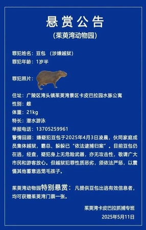 大陸江蘇省揚州市茱萸灣風景區管理處日前發布一則懸賞卡皮巴拉的公告。（圖／翻攝自微博）
