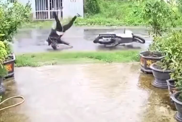 ▲▼路樹倒塌扯斷電線　2騎士觸電倒地雙亡。（圖／翻攝自X）