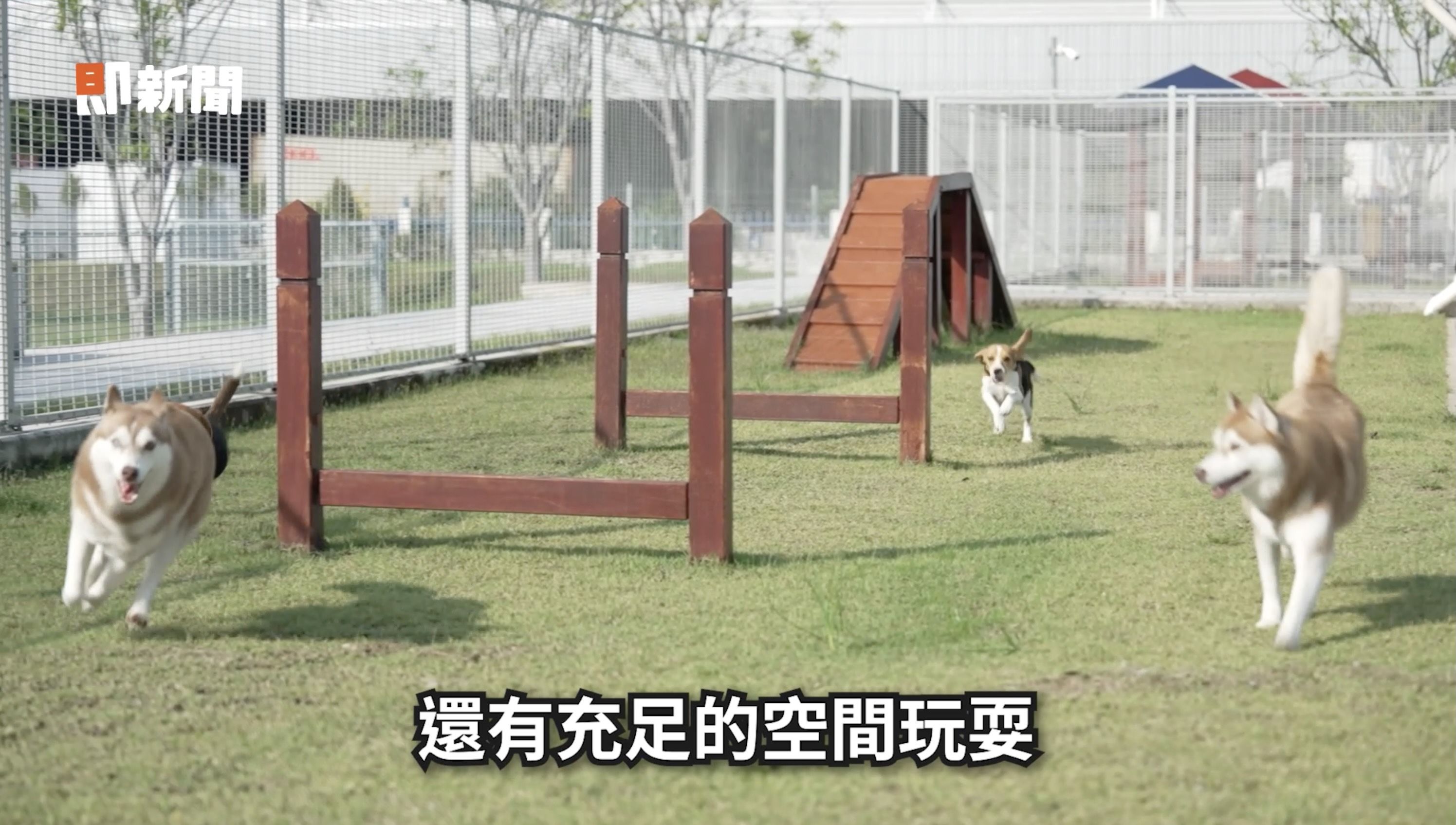 ▲▼西莎,寵物食品研發中心,瑪氏公司。（圖／取自影片）