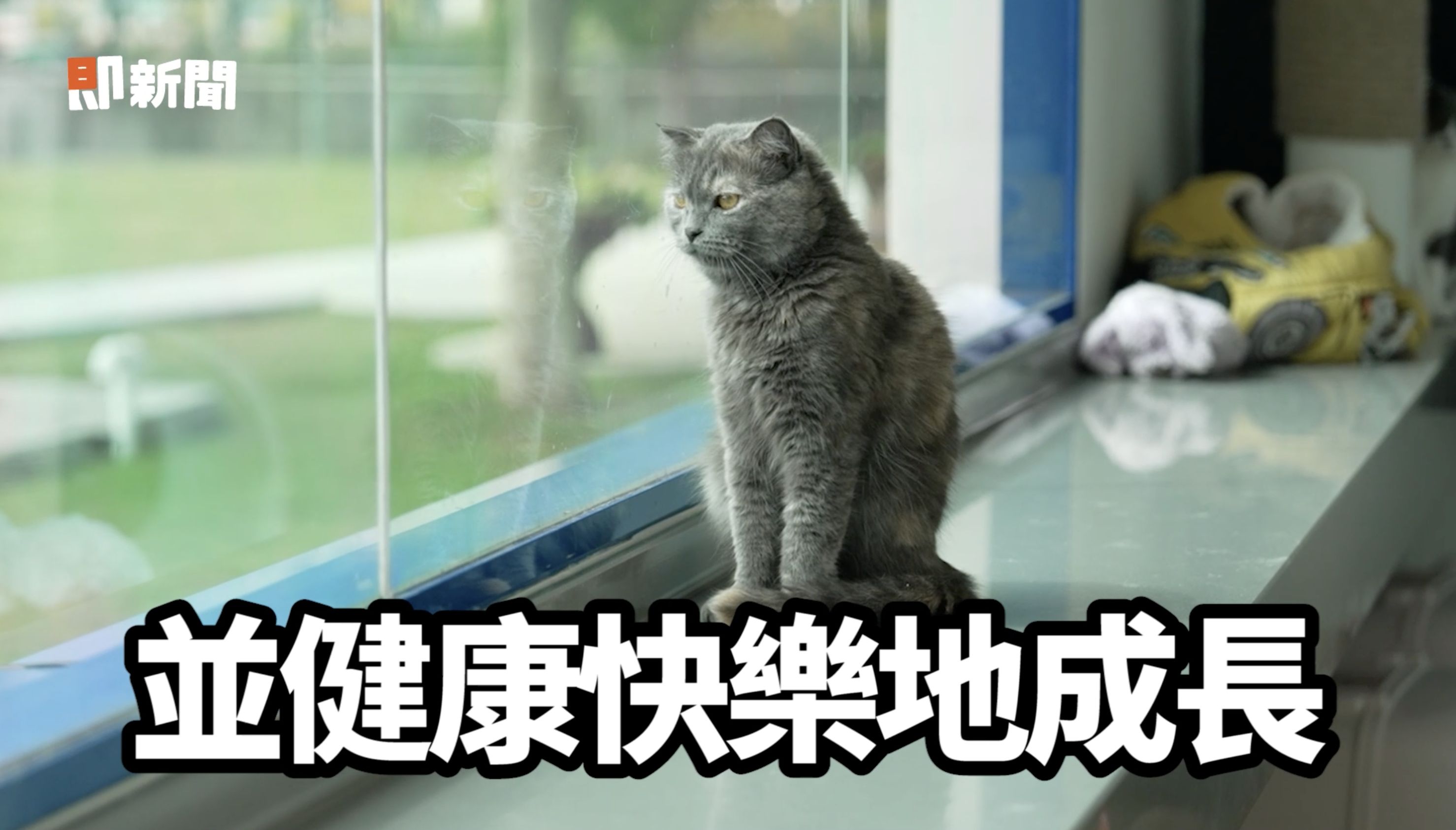 ▲▼西莎,寵物食品研發中心,瑪氏公司。（圖／取自影片）