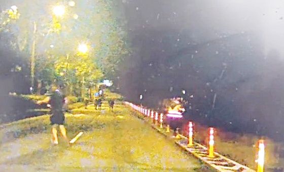 ▲桃園市龜山區忠義路二段昨天深夜出現6頭乳牛深夜逛大街奇景，龜山警方據報後到場充當臨時牧童。（圖／龜山警方提供）