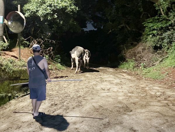 ▲桃園市龜山區忠義路二段昨天深夜出現6頭乳牛深夜逛大街奇景，龜山警方除充當牧童外，緊急通知飼主趕回牧場。（圖／龜山警方提供）