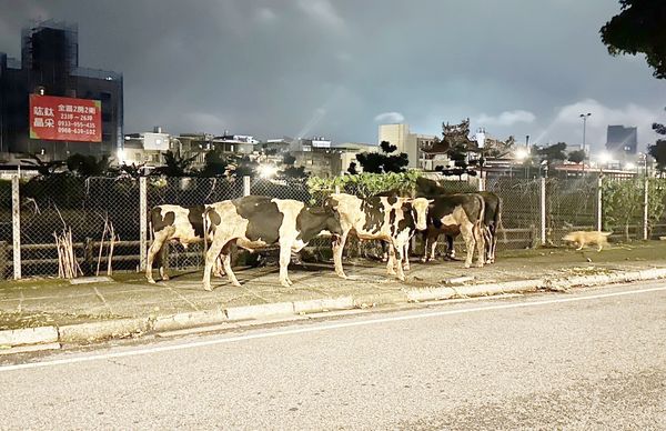 ▲桃園市龜山區忠義路二段昨天深夜出現6頭乳牛深夜逛大街奇景，龜山警方到場將乳牛集中在路旁等候飼主到場。（圖／龜山警方提供）