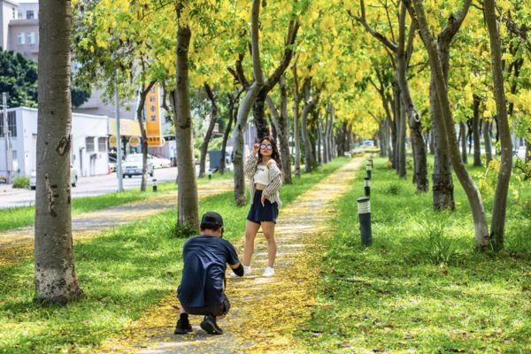 ▲▼嘉義市阿勃勒勒花海。（圖／嘉義市政府提供）