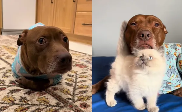 從小被貓手足養大　比特犬愛「折手手舔毛」爆紅：根本大貓咪。（圖／翻攝自TikTok／justopiethings）