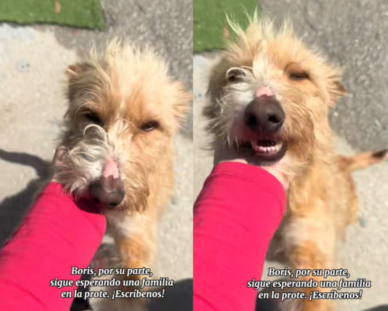 齜牙狗變小乖乖。（圖／翻攝自Tiktok@asoc.cadelinos）