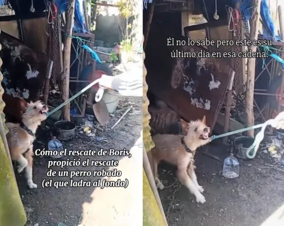 齜牙狗變小乖乖。（圖／翻攝自Tiktok@asoc.cadelinos）