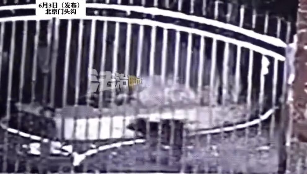 陸兩笨賊學狗爬進寺廟偷香油錢　監視器全都錄