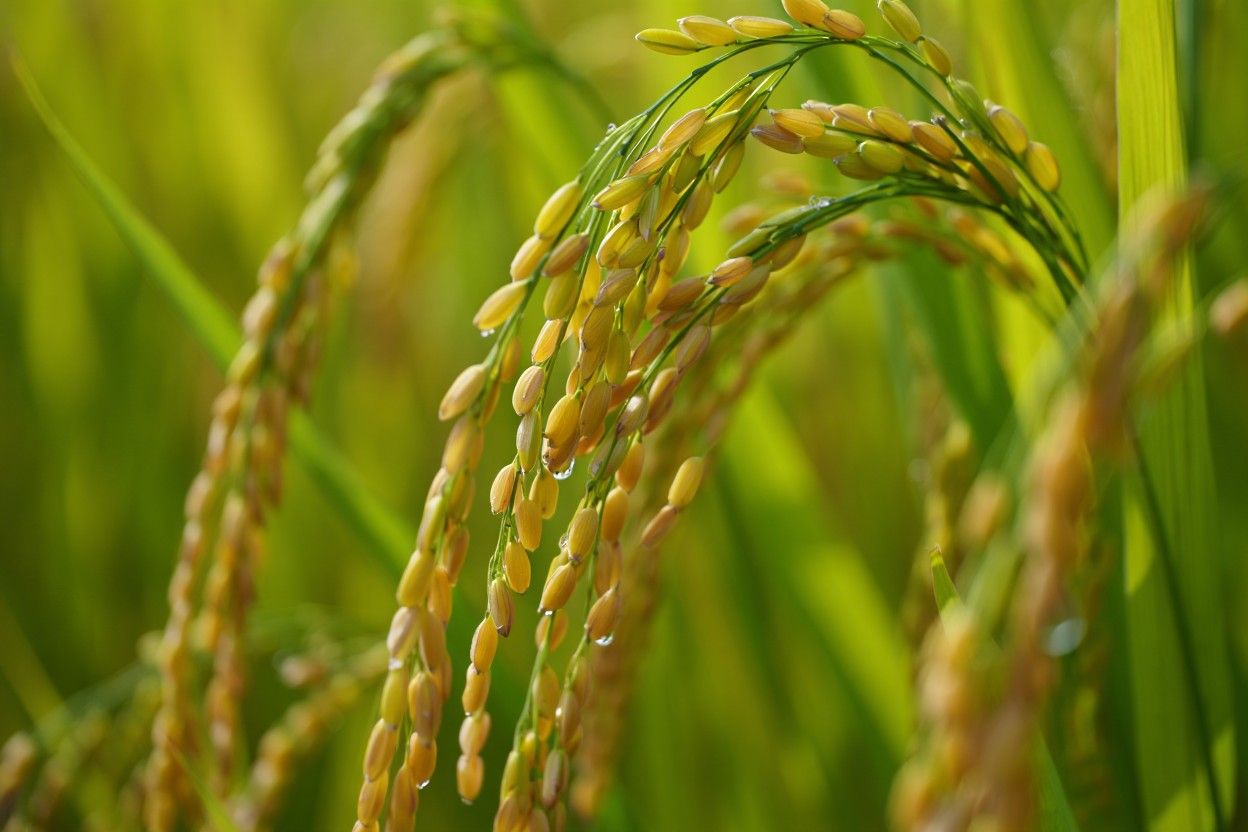 「芒種」5生肖大翻身！屬牛人脈大開　命理師揭轉運三招