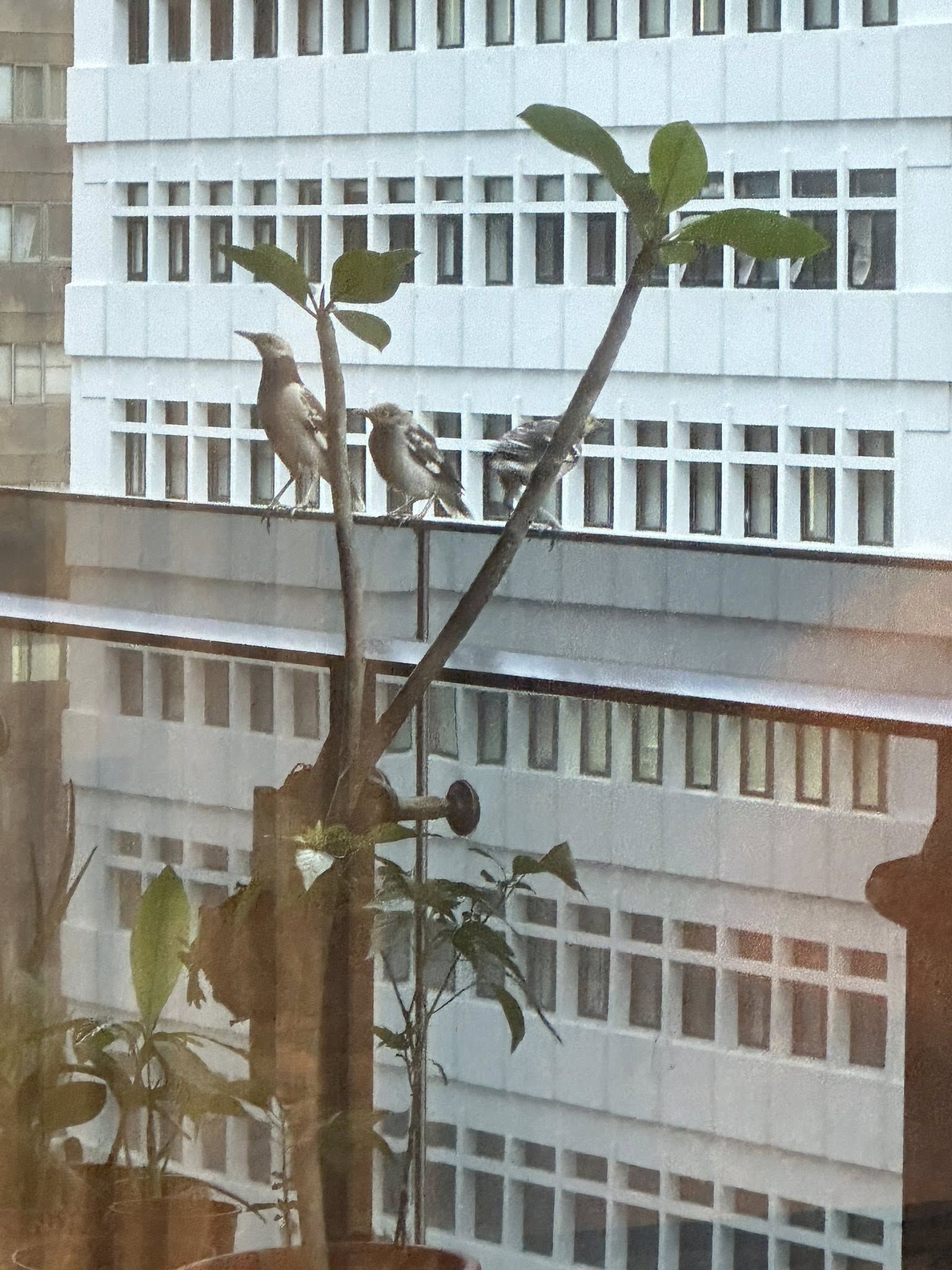 ▲▼郁方7樓家中聽見「狂笑聲」轉頭看陽台驚呆。（圖／翻攝自Facebook／好門媳婦的秘密生活郁小方）