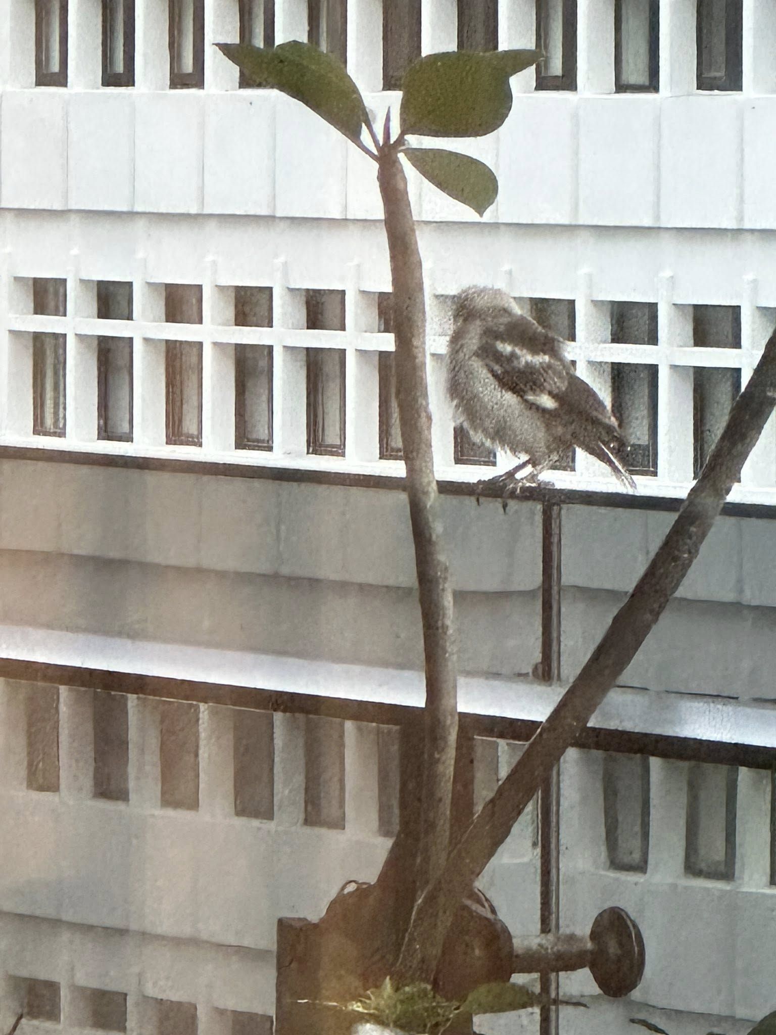 ▲▼郁方7樓家中聽見「狂笑聲」轉頭看陽台驚呆。（圖／翻攝自Facebook／好門媳婦的秘密生活郁小方）