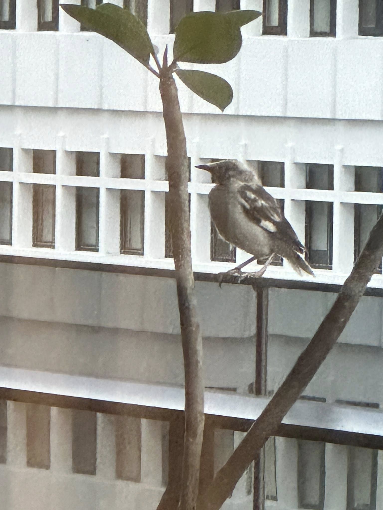 ▲▼郁方7樓家中聽見「狂笑聲」轉頭看陽台驚呆。（圖／翻攝自Facebook／好門媳婦的秘密生活郁小方）