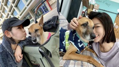 愛犬罹癌「裝鼻胃管減壓」 米可白心疼喊話:最後一哩路我陪你