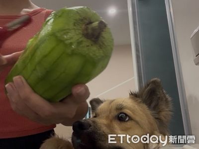 媽咪煮飯「汪汪助手」毛頭湊熱鬧 偷舔嘴聞菜負責裝可愛