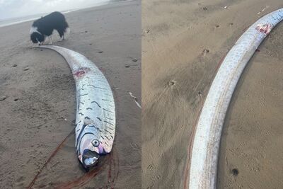 罕見「2.7m地震魚」現蹤澳洲沙灘　網驚：離世界末日更近了？