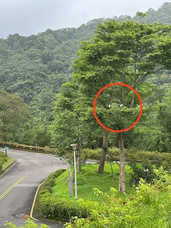 臺灣藍鵲一家族，築巢於翡翠水庫管理局辦公室前樹上。（圖／臺北翡翠水庫管理局提供）
