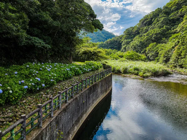 ▲「灣潭古道」繡球花海。（圖／新北市景觀處提供）