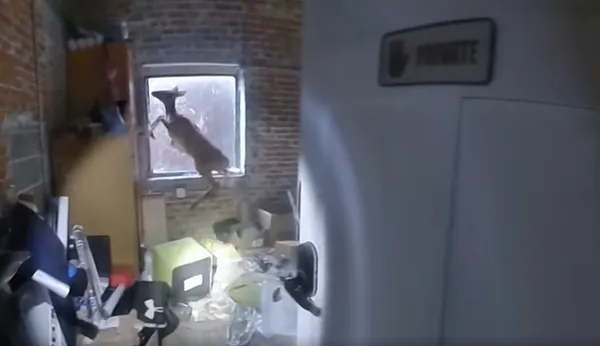 美髮店報案血跡四濺　警到場發現「毛茸茸凶手」傻：小鹿亂撞。（圖／翻攝自Keokuk Police Department）