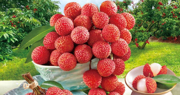 荔枝季節到。（圖／農業部）