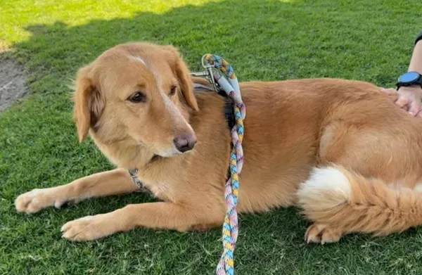 狗狗逃家完成160公里大冒險　失蹤36天「凶猛海中游泳」被發現。（圖／翻攝自ks_angels_rescue）