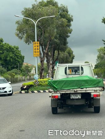 ▲台南南區中華南路驚見羊群上街「散步」！影片在社群瘋傳，警方表示將追查飼主開罰。（圖／民眾Threads／jay_chen0407提供）