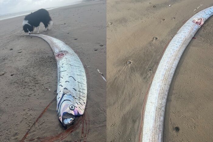 罕見「2.7m地震魚」現蹤澳洲沙灘　網驚：離世界末日更近了？