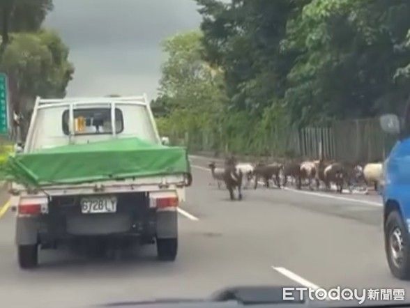 台南馬路變牧場！羊群「快樂奔跑」畫面曝　警：將開罰飼主