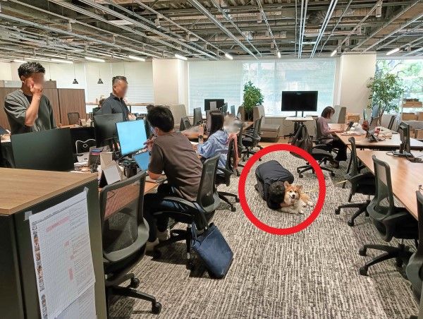 ▲日本老闆帶頭「吸狗」超忘我！　偷懶成性網笑：還缺員工嗎？。（圖／翻攝自X@CoCoGourmet_dog）