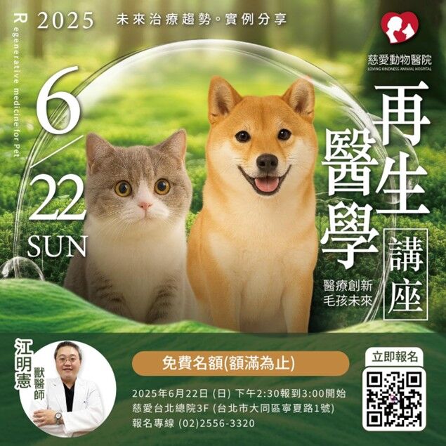 ▲米克斯歐歐使用再生療法恢復活動力。(圖/慈愛動物醫院提供)